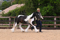 Class 1 In Hand Youngstock