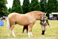 Class 14 - Horse