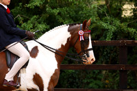 30 HOYS Non Native Pony
