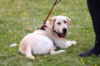 1A Dog Show