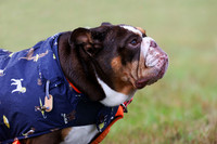 Best Large Breed