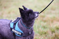 Best Small Breed