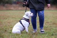 Best Staffie