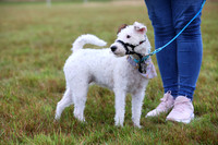 Senior Handler