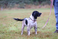 Waggy Tail