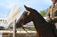 Class 7 - Ridden Open Horse