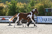 Class 8 - In Hand Youngstock