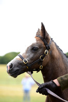 8 Open Mare