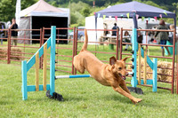 Dog Agility & Terrier Racing