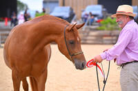 Class 6 In Hand Arab