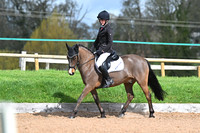 16 Rushmoor Dragon