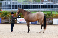 Class 1 Youngstock In Hand