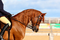 Class 3 Foreign Breeds