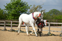 FFRC Showing at CCR Equestrian 07.06.2026