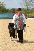 Class 15 Handsomest Gelding