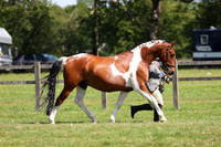 Kings Heath Horse Show 25.05.2026