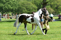 50 Equifest Piebald Skewbald