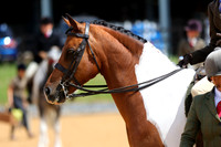 Class 103 - HOYS Non Native Pony