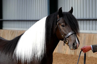 Class 20-21 - Youngstock Evaluations