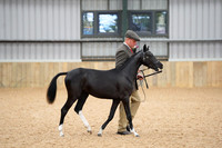 Class 22-24 - Yearling, 2yo & 3yo