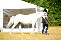 1 Yearling Colt, Filly or Gelding