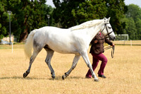 13-14 Sports Comp Dressage Pony Pure Bred