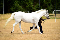 20 Young Handler
