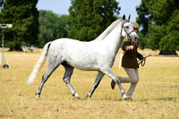 24C British Bred Champs