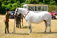 24C Silver Medal & Breeding Champs