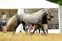 4C Youngstock Championship