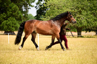 6 Geldings