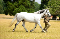 7-8 Novice & Open Mares