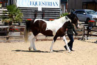 Class 27 Young Handler