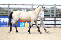 Class 28 Prettiest Mare