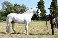13-14 Sports Pony Classes