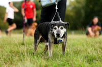 10 Best Rescue