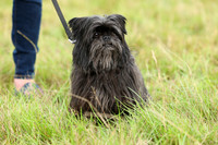 14 Scruffiest Dog