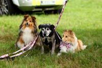 19 Family Of Dogs