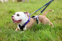 5 Best Small Breed