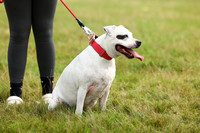 9 Best Staffie