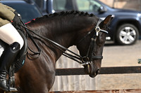 Class 18 Ridden Foreign Breeds