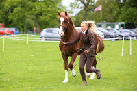 Ring 2 (9) M&M Large Breeds Under 4yrs
