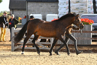 Class 9b In Hand M&M Large Breeds