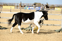 Class 15 Young Handler