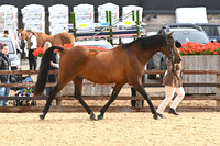 Class 10 In Hand Foreign Breeds