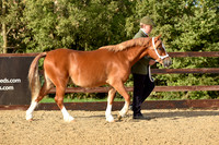 Class 2 2yo