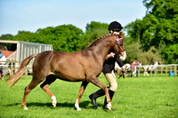 Ring 3 (39) Best Child Handler Over 12
