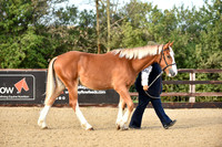 Class 1 Yearlings