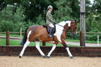 34 HOYS Coloured Ridden Native Cob Trad Horse
