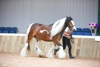 20 In Hand Native Pony